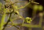 Sterculia quinqueloba