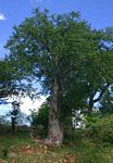 Sterculia rogersii