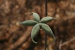 Sterculia rogersii