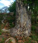 Sterculia rogersii