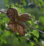 Sterculia rogersii