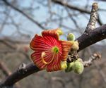 Sterculia rogersii