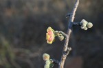 Sterculia rogersii