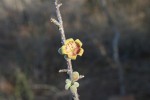 Sterculia rogersii