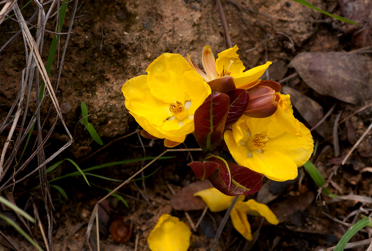 Ochna macrocalyx