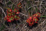 Ochna macrocalyx