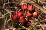 Ochna macrocalyx