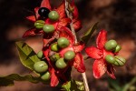 Ochna macrocalyx