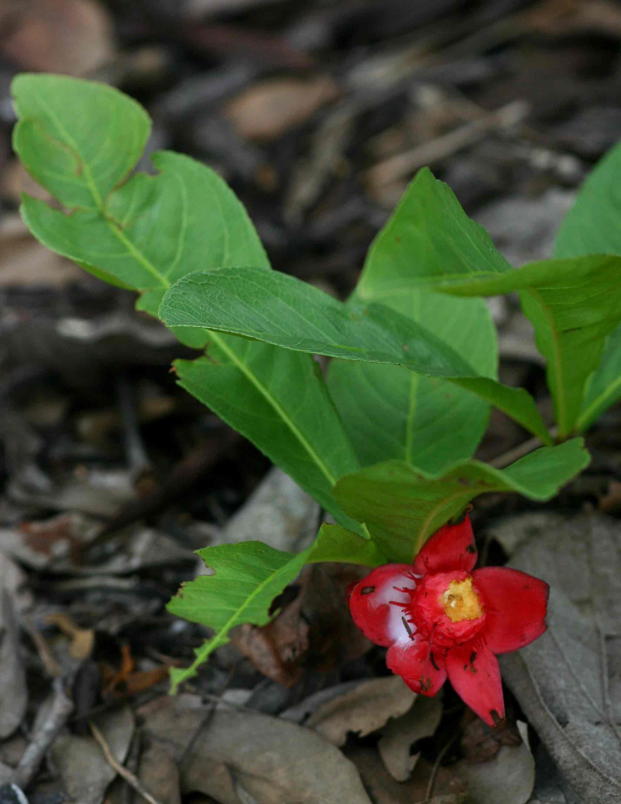 Ochna macrocalyx