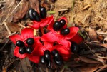 Ochna macrocalyx