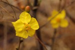 Ochna macrocalyx