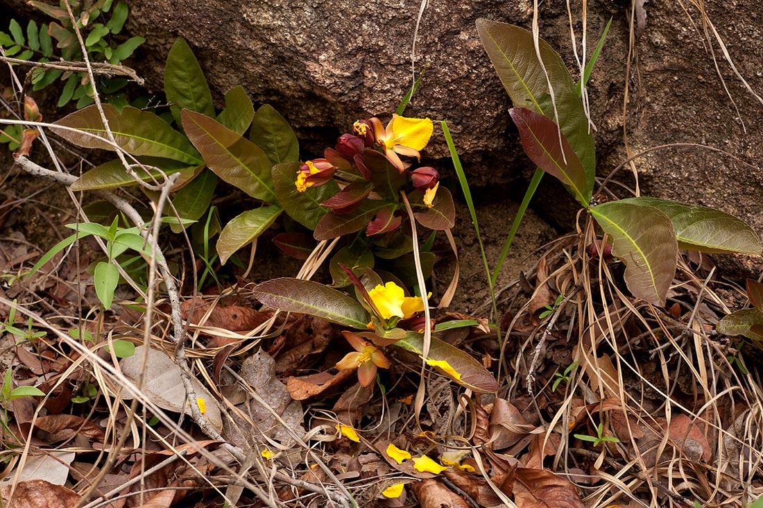 Ochna macrocalyx