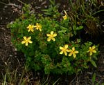 Hypericum aethiopicum subsp. sonderi