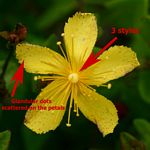 Hypericum aethiopicum subsp. sonderi