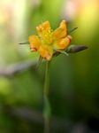 Hypericum lalandii