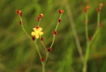 Hypericum lalandii