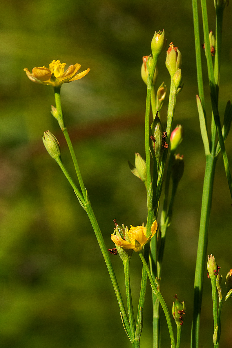 Hypericum lalandii