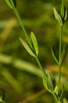 Hypericum lalandii