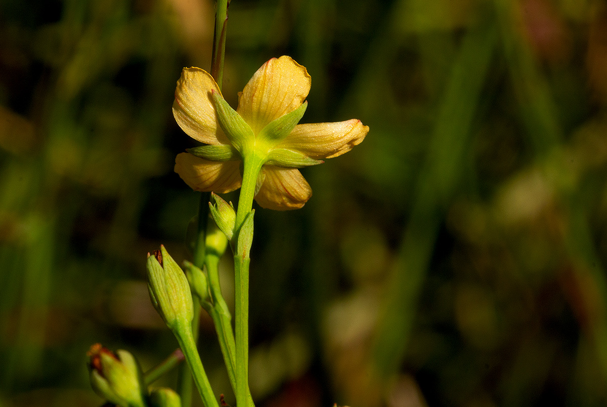 Hypericum lalandii