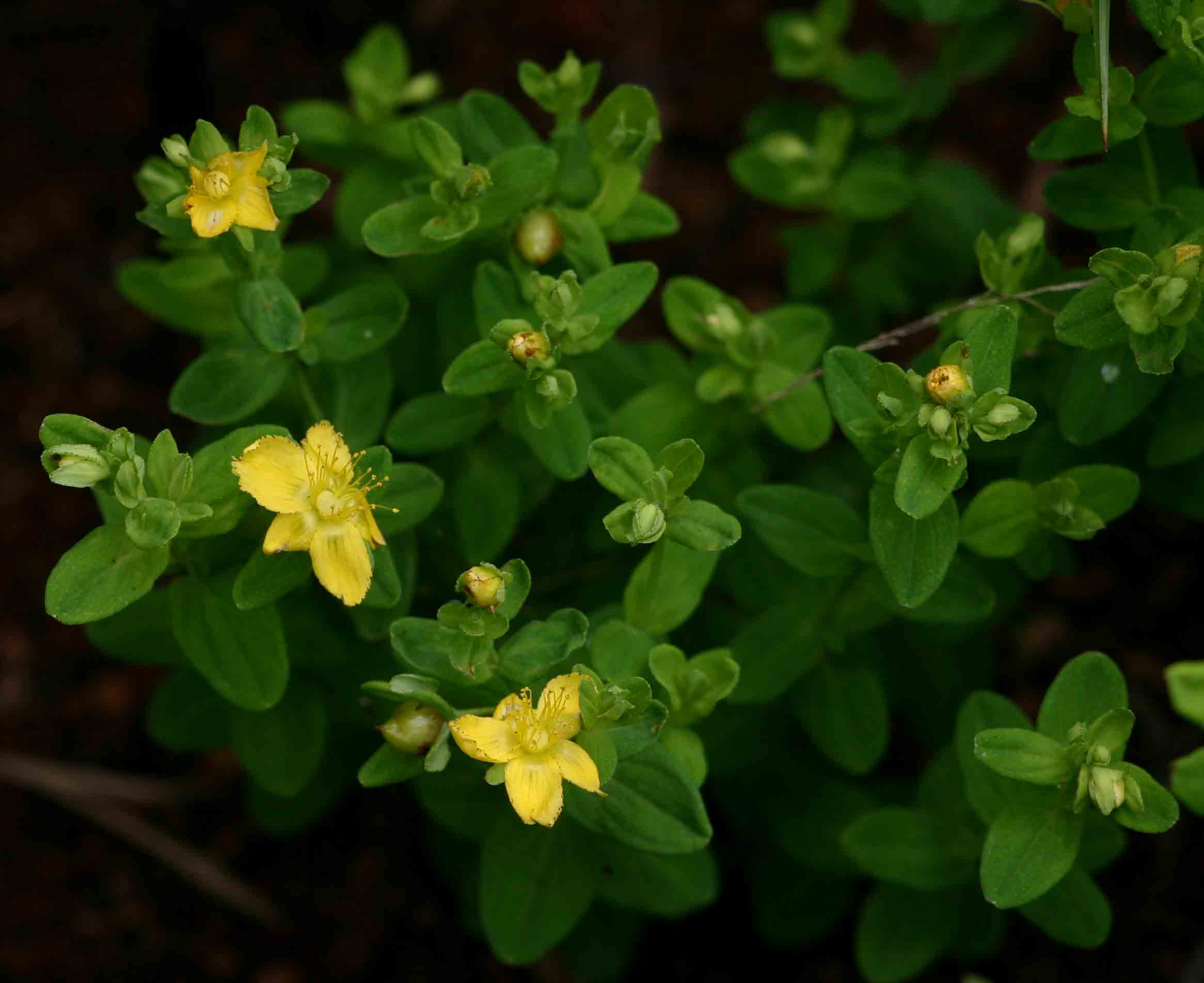 Hypericum peplidifolium