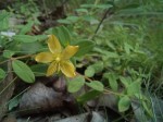 Hypericum peplidifolium