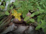 Hypericum peplidifolium