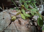 Hypericum peplidifolium