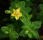 Hypericum peplidifolium