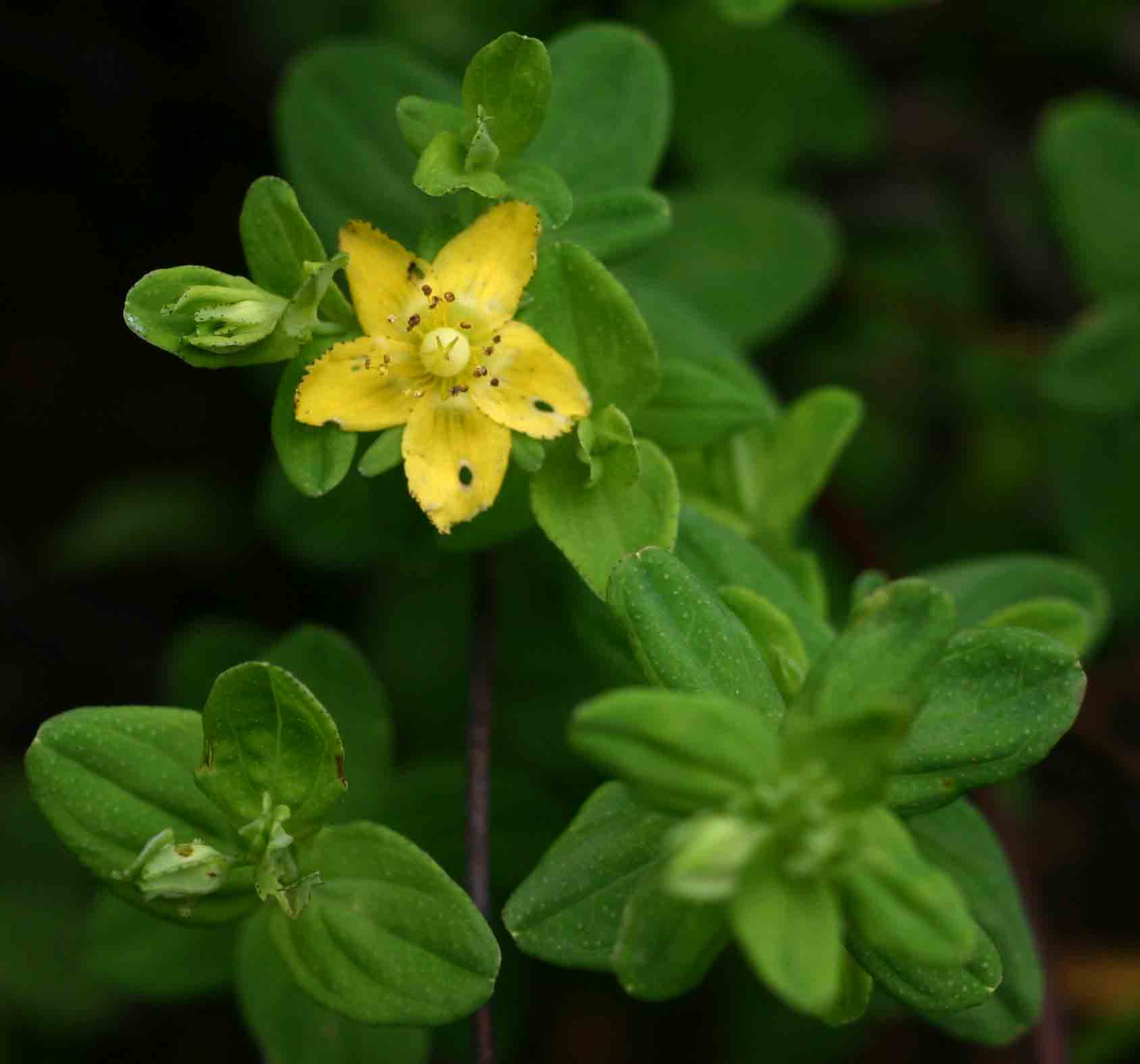 Hypericum peplidifolium