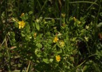 Hypericum peplidifolium