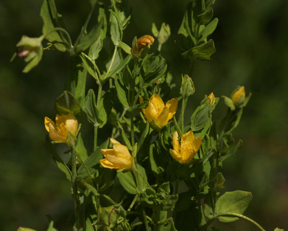 Hypericum peplidifolium