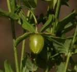 Hypericum peplidifolium