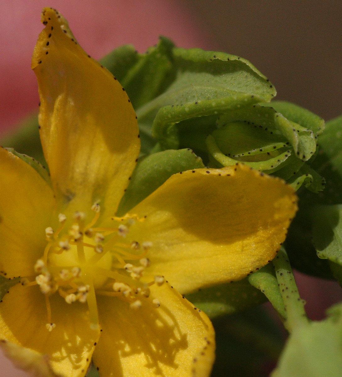 Hypericum peplidifolium