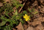 Hypericum peplidifolium