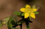 Hypericum peplidifolium