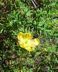 Hypericum revolutum