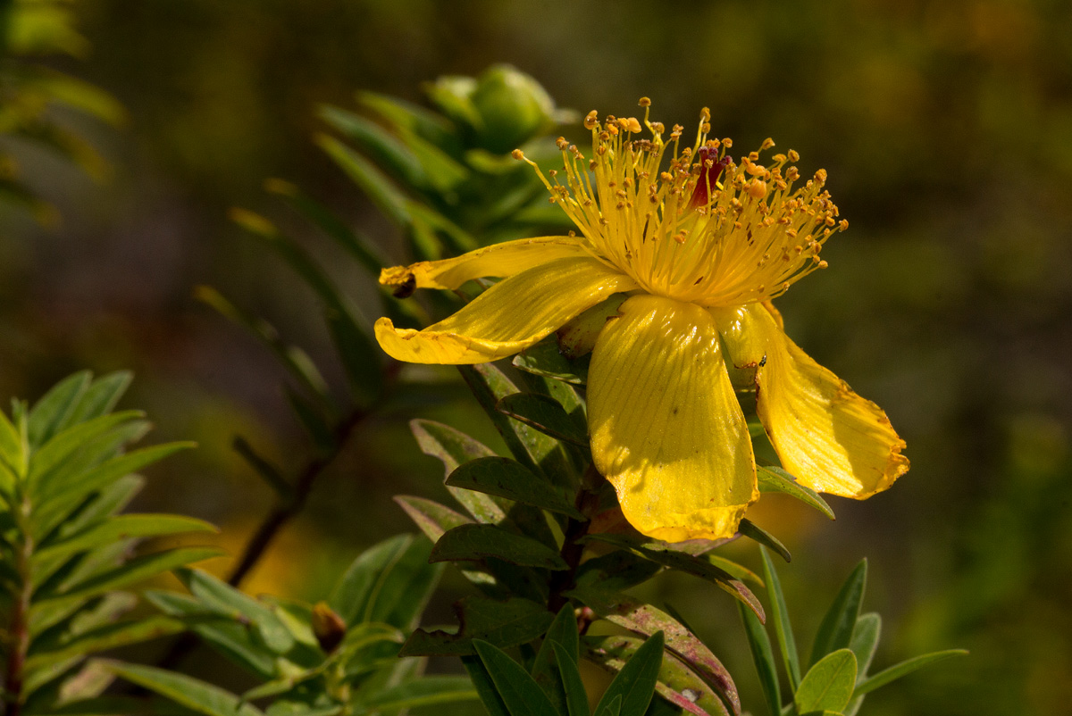 Hypericum revolutum