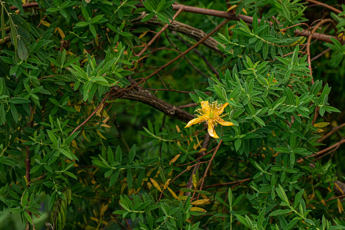 Hypericum revolutum