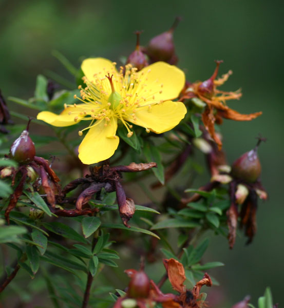 Hypericum revolutum