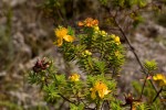 Hypericum revolutum