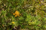 Hypericum revolutum