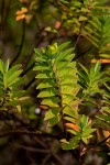 Hypericum revolutum