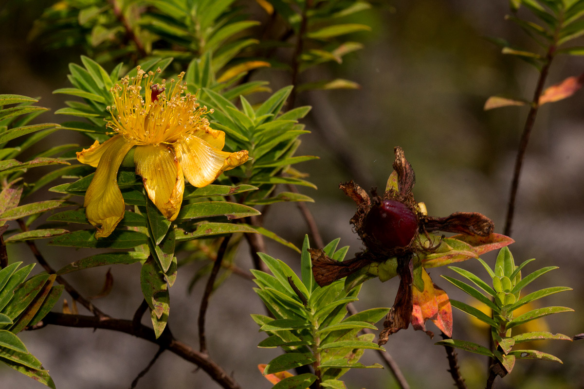 Hypericum revolutum