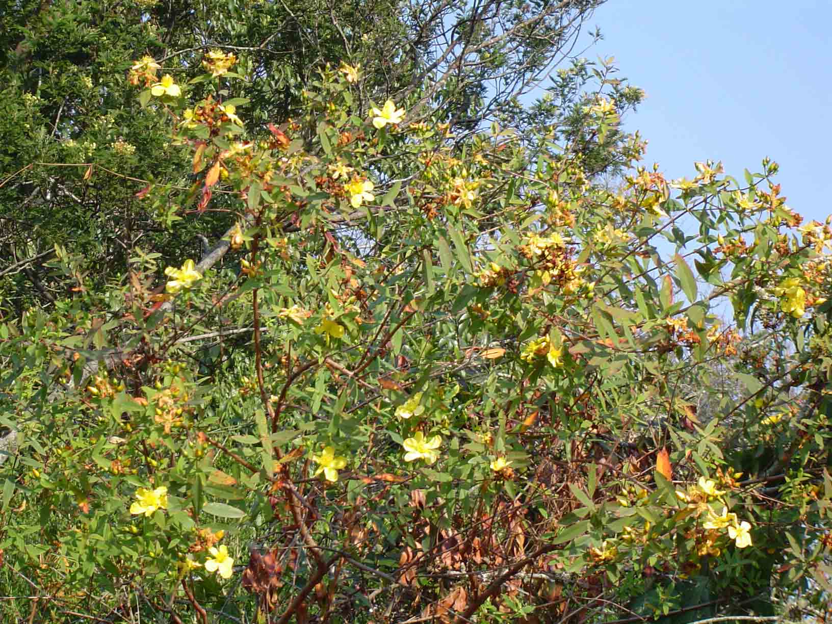 Hypericum roeperianum