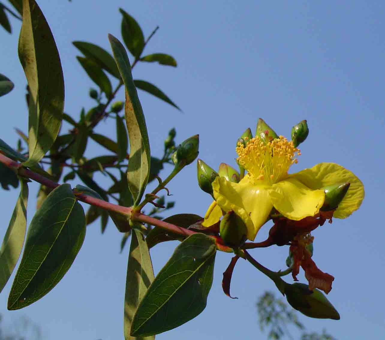 Hypericum roeperianum