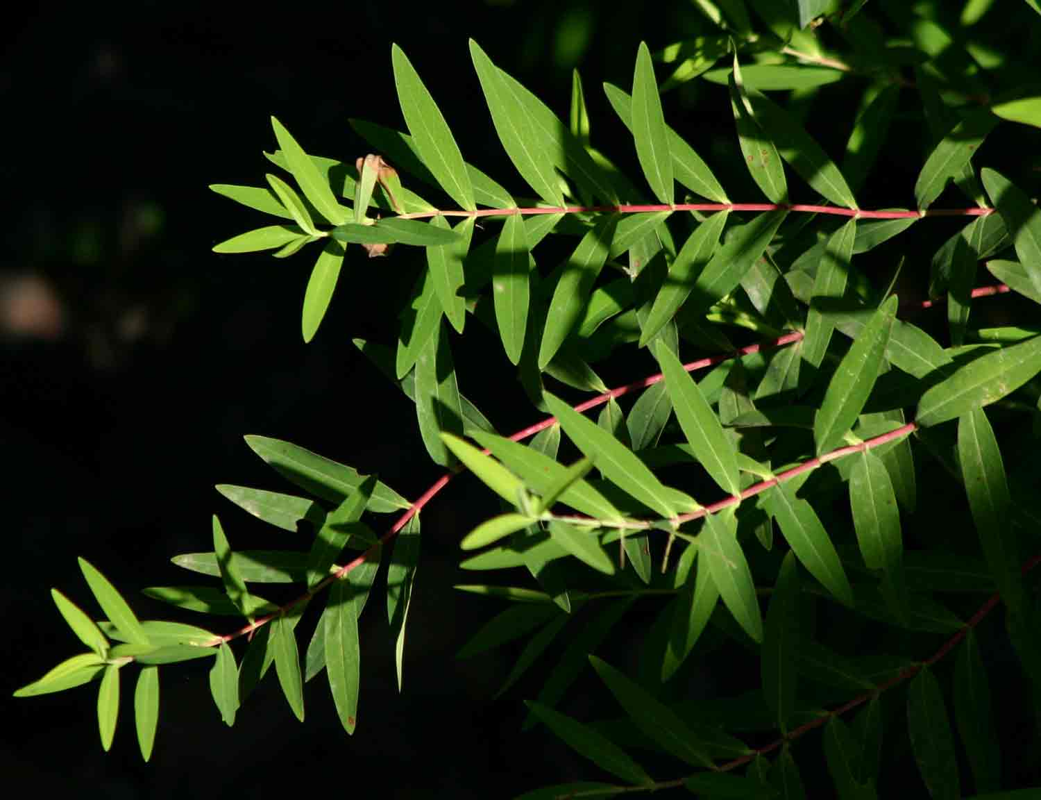 Hypericum roeperianum