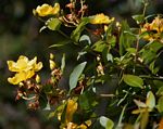 Hypericum roeperianum