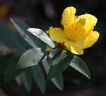 Hypericum roeperianum