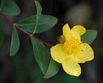 Hypericum roeperianum