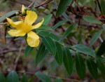 Hypericum roeperianum